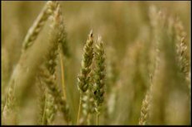 Visse kornsorter kan godt tåle at vokse ved siden af GMO-afgrøder. Men det koster mange penge at adskille dem. - Foto: Thomas Borberg 