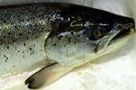 Gravide skal ikke spise for mange rovfisk. - Foto: Tine Harden. 