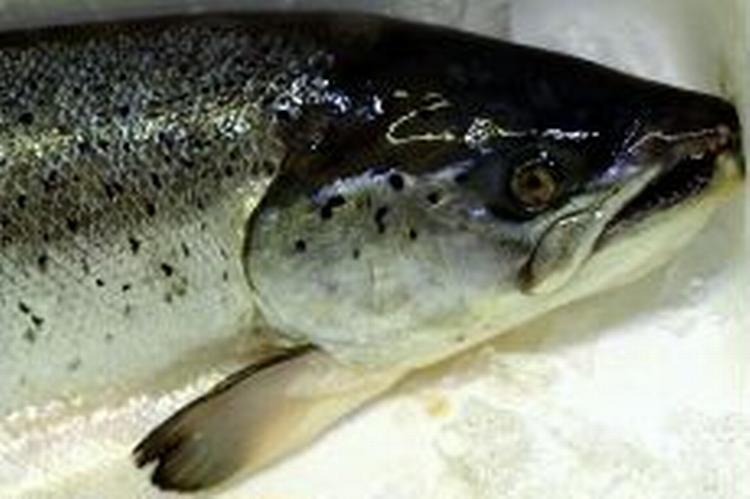 Gravide skal ikke spise for mange rovfisk. - Foto: Tine Harden. 