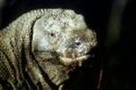 Komodovaran