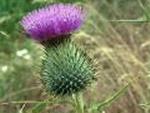 Blomster