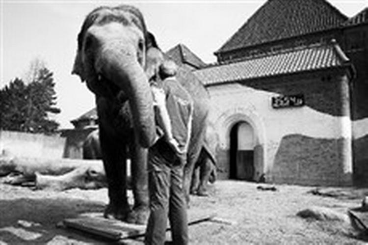 Coco døde kun 17 år gammel. - Foto: Toke Hage Dragsbæk 
