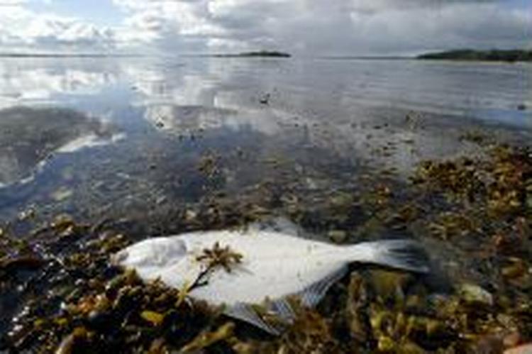 Endnu er dette års iltsvind ikke så slemt som iltsvindet i efteråret 2002. Arkivfoto: Claus Bonnerup 