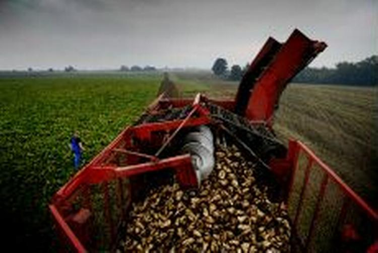Roehøsten er i fuld gang her ved Slots Bjergby ved Slagelse. - Foto: Jan Grarup 