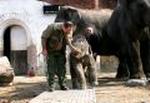 Elefanter i Zoologisk Have