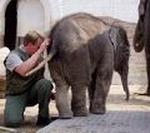 Elefanter i Zoologisk Have