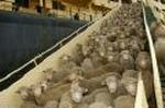 KUWAIT SHEEP SHIP