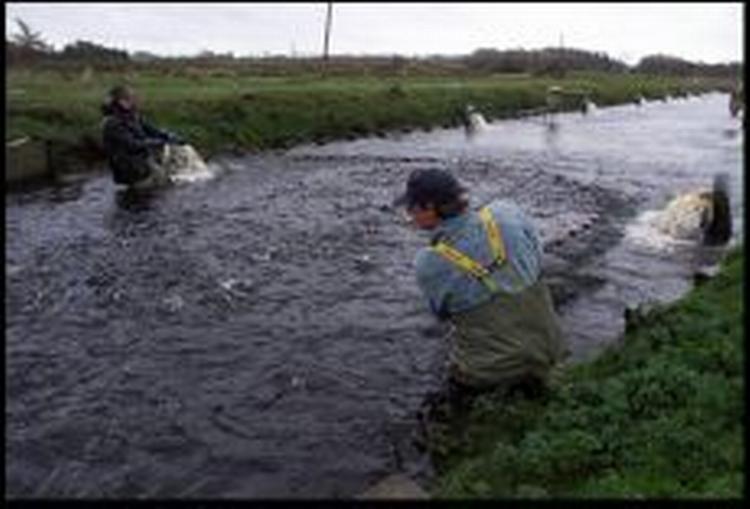Kobber og formalin, der blev fundet i store mængder neden for dambrugenes udløb i Ribe Amts undersøgelser, kan skade og måske slå organismer i vandet ihjel. - Arkivfoto: Claus Bonnerup 