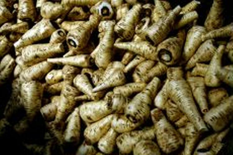 EU's sukkerpolitik giver problemer for u-landenes sukkerproduktion. - Foto: Jan Grarup 