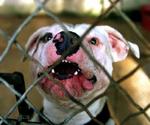 Odin er en amerikansk staffordshire-terrier som denne. Hunden på billedet bor i Frankrig. - Foto: AFP 