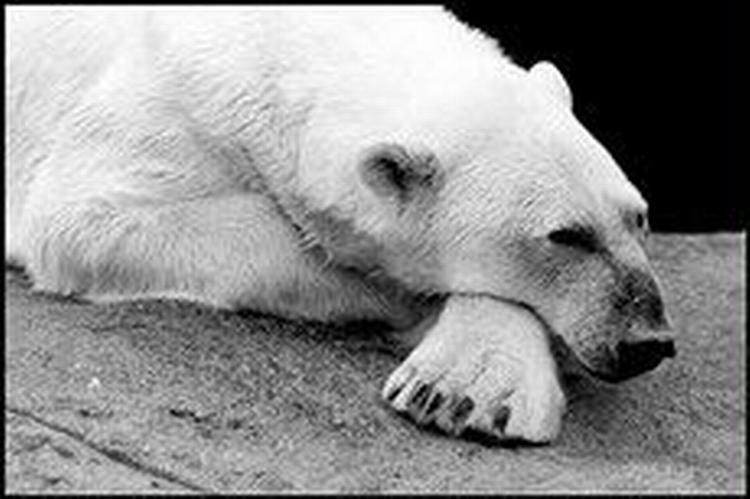 Mens hvalrosser bruger højre luffe, mener inuitterne, at isbjørne bruger venstre lab. - Foto: Thomas Borberg 