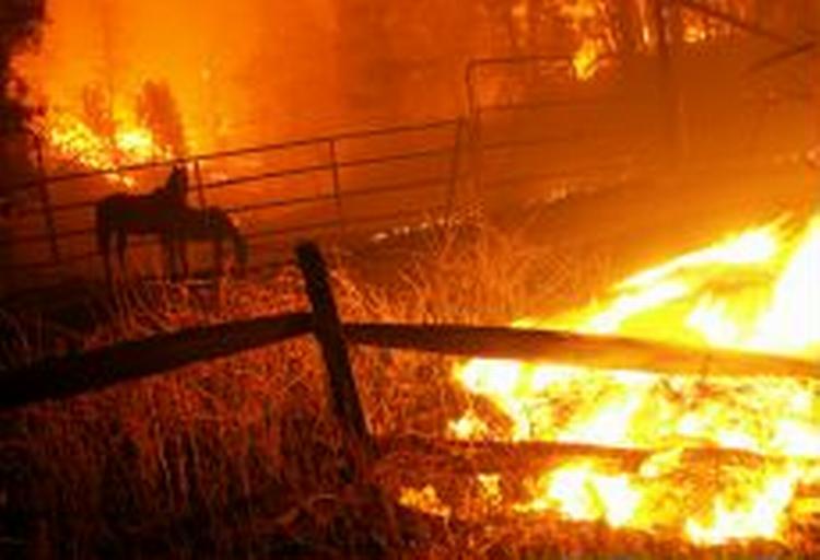 Branden i Californien kommer tidligst under kontrol i næste uge, siger brandchefen. Her har ilden raseret en fold. Hestene blev reddet. - Foto: AP 