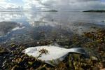 Sommerens iltsvind tog livet af mange fladfisk. Oktoberblæsten har nu ført mere ilt til bunden. - Foto: Claus Bonnerup 