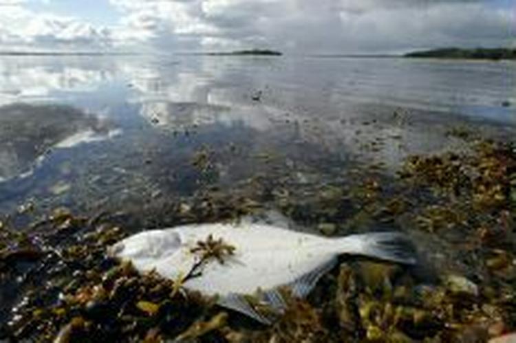 Sommerens iltsvind tog livet af mange fladfisk. Oktoberblæsten har nu ført mere ilt til bunden. - Foto: Claus Bonnerup 