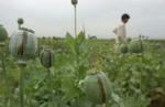 Opiumsmark i Afghanistan. - Foto: AP 
