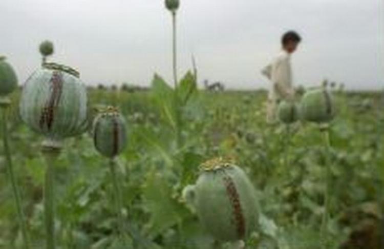 Opiumsmark i Afghanistan. - Foto: AP 