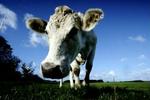 Ifølge loven må landmænd kun behandle køer med antibiotika, hvis en dyrlæge har stillet en diagnose og indledt behandlingen. - Foto: Jan Grarup 