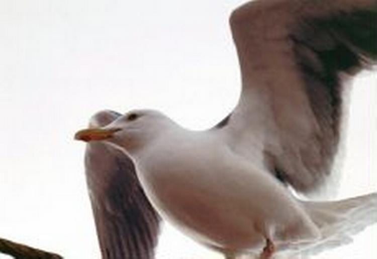 Foto: Jan Steving 