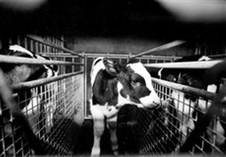 Dyrevelfærd. Danskerne er ikke tilfredse med EU-kommissionen forslag til regler for dyretransport.   Foto: Jens Dresling 