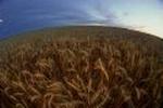 Wheat field