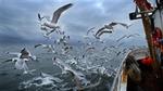 Mågerne skriger på fiskerester, men får stadig mindre. Både torsken og dem, der lever af at fange den, er i fare for at forsvinde.   Arkivfoto: Claus Bonnerup 