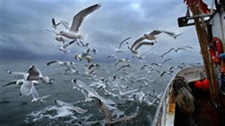 Mågerne skriger på fiskerester, men får stadig mindre. Både torsken og dem, der lever af at fange den, er i fare for at forsvinde.   Arkivfoto: Claus Bonnerup 