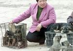 Kina/hundekød