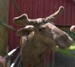 Gæret frugt kan gøre de norske elge vanvittige. - Foto: Mette Ragner 