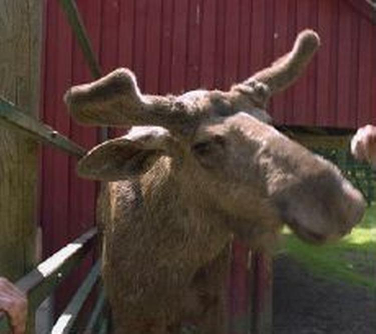 Gæret frugt kan gøre de norske elge vanvittige. - Foto: Mette Ragner 