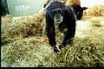 Zoologisk Have