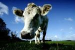 Arla vil løsne de økologiske mælkeproducenters binding til selskabet. -Foto: Jan Grarup 