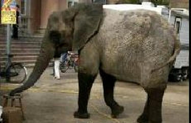 Ifølge en cirkusdirektør elsker justitsminister Lene Espersen (K) og hendes familie at gå i cirkus. - Foto: Jens Dresling 