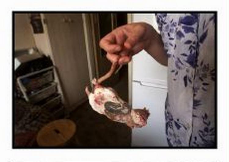 Rotten koster hvert år samfundet dyrt. - Foto: Per Rasmussen 