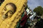 Miljødemonstranter mod GMO-majs. - Foto: AP 