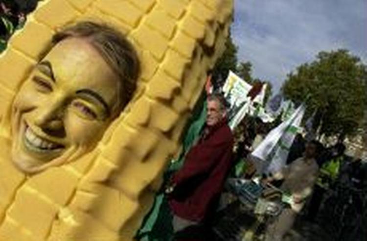 Miljødemonstranter mod GMO-majs. - Foto: AP 