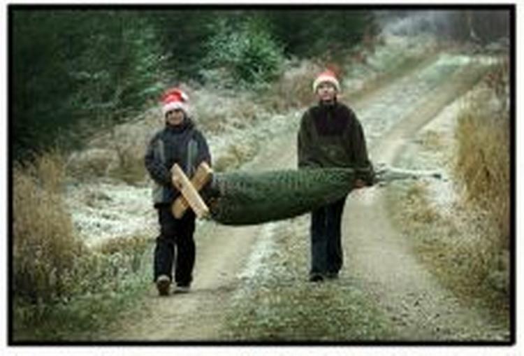 Der produceres årligt 11 mio. juletræer i Danmark. - Foto: Morten Langkilde 