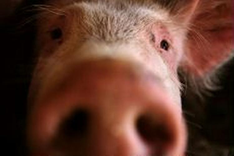 Naturen tager ikke skade af lugten af grisegylle, mener de danske svineproducenter. - Foto: Martin Lehmann 