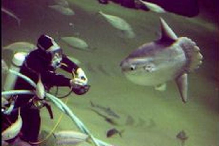 Bl.a. den sjældne klumpfisk her frygtes under alle omstændigheder at være bukket under på grund af stress. - Foto: Tine Harden 