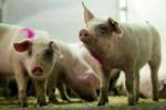 Mange svineavlere producerer mange flere svin end de må. - Foto: Lars Skaaning 