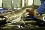 Eksperter siger, at torsken er truet, og har anbefalet et totalstop for fangst af den populære fisk. - Foto: AP 