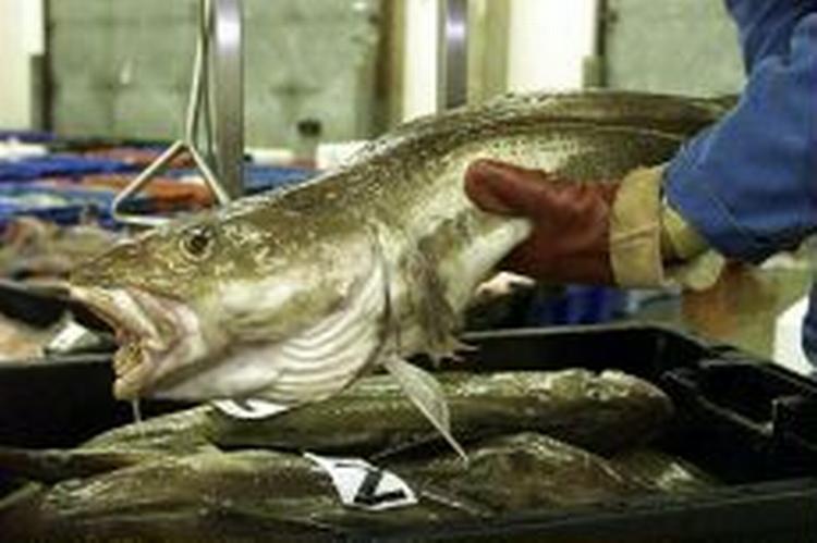 Eksperter siger, at torsken er truet, og har anbefalet et totalstop for fangst af den populære fisk. - Foto: AP 