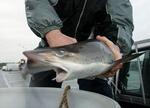 Denne haj er reddet op fra akvariet. - Foto: Ole Kjær 