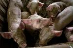 Flere svineavlere producerer langt flere grise end de har lov til. - Arkivfoto: Jens Dresling 