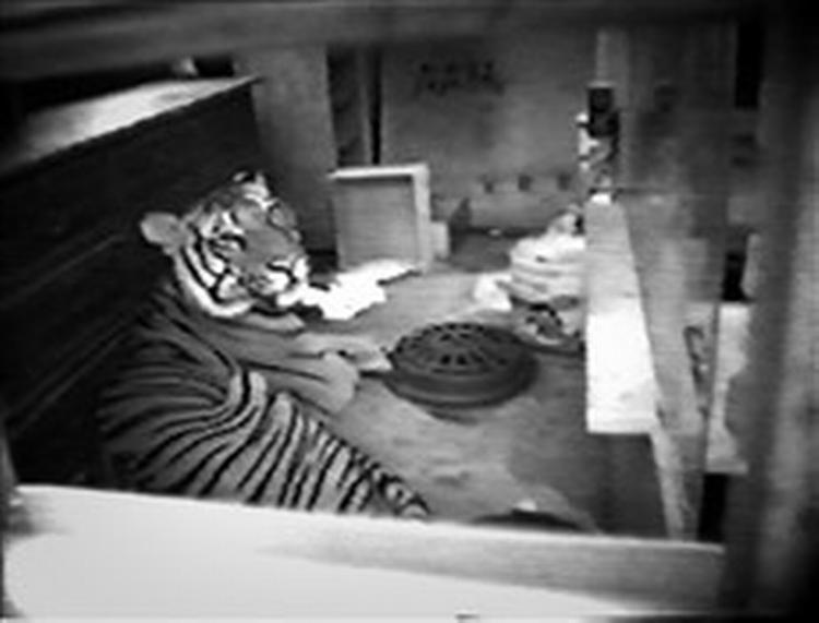 'Vi havde det skønt', siger Antoine Yates om samlivet med Ming. - Foto: AP 