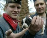 Chancen for at finde flere overlevende i Bam er minimal. Her har russiske redningsarbejdere dog fundet en levende hundehvalp i ruinerne. - Foto: AP 