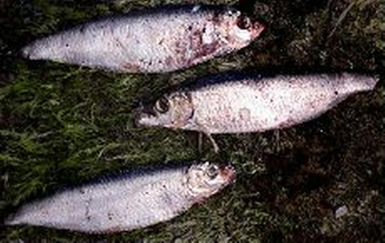 Ansjoser dukker op i danske farvande. - Foto: Kåre Viemose 
