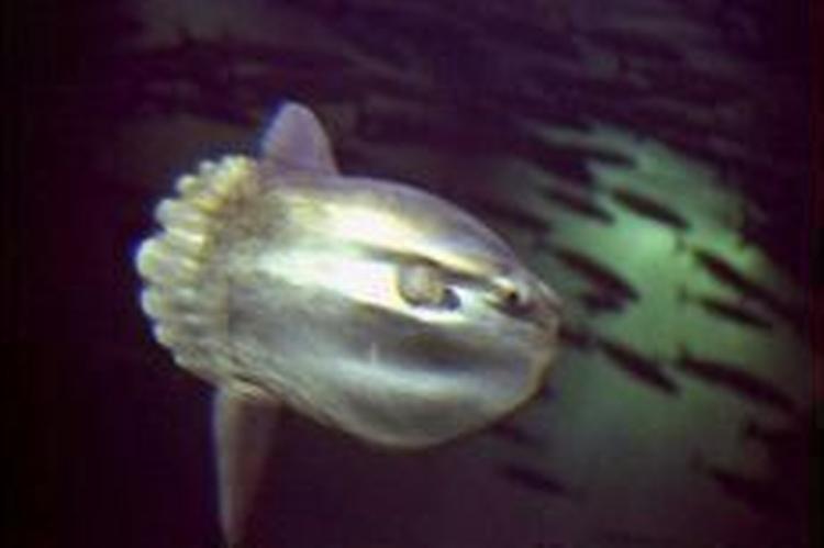 Klumpfisken var akvariets største attraktion. - Arkivfoto: Tine Harden 