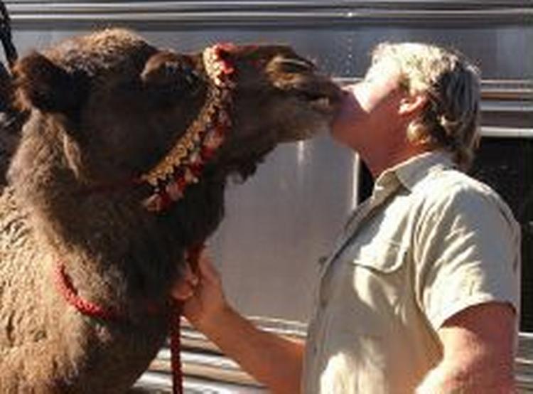 Steve Irwin, her noget uvant med en kamel, er kommet i modvind. - Foto: AP 