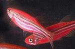 Den amerikanske 'glofish' - glødende fisk - vækker debat om grænserne for genmanipulation. - Foto: PR. 