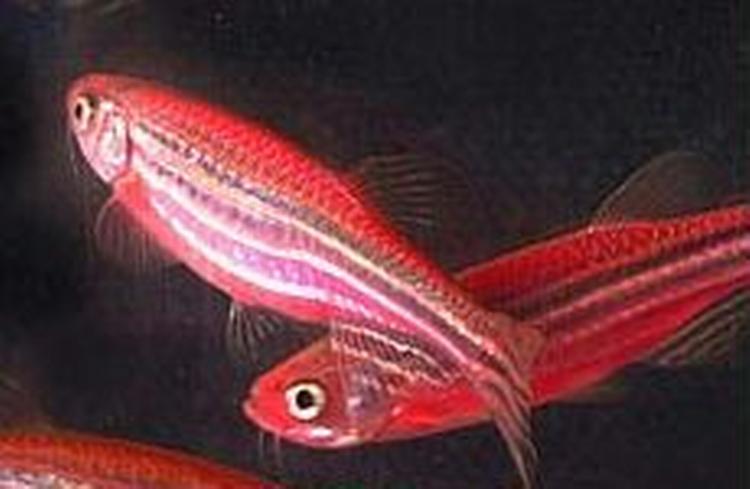 Den amerikanske 'glofish' - glødende fisk - vækker debat om grænserne for genmanipulation. - Foto: PR. 
